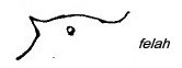 {Messor aegyptiacus felah}