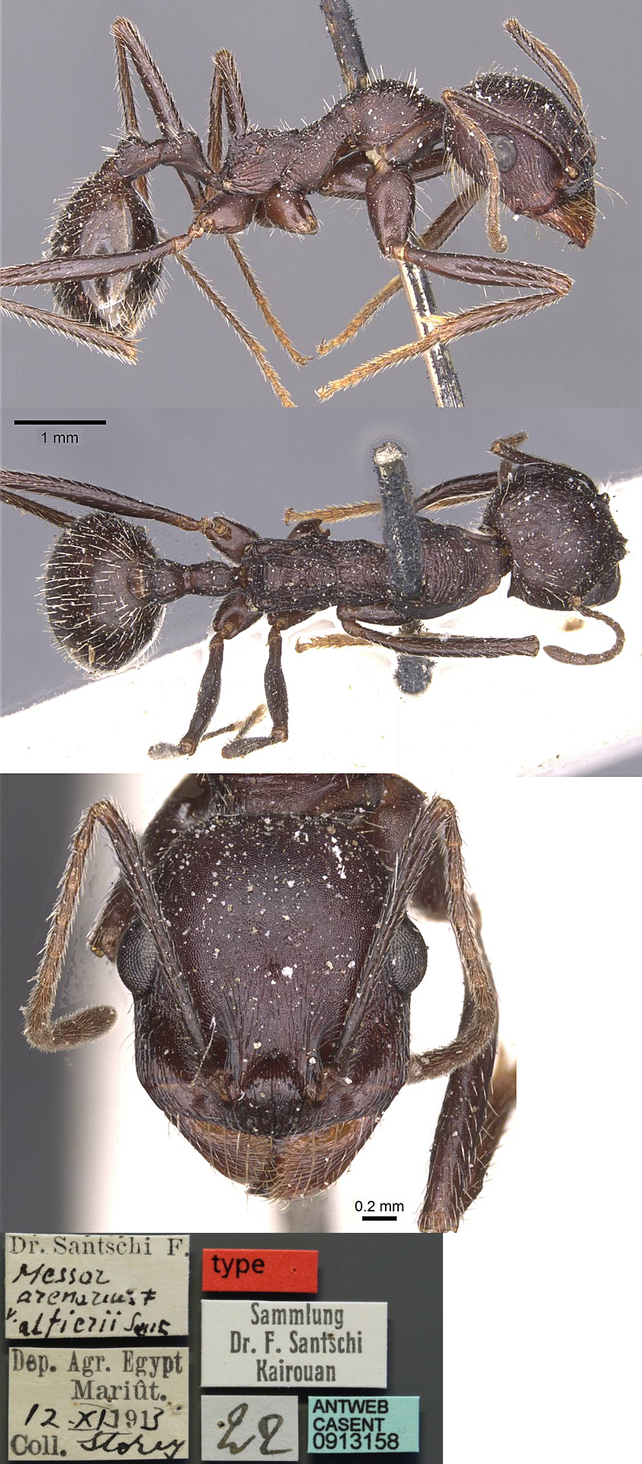 Messor arenarius alfierii