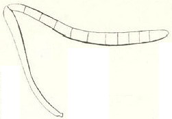 {Messor arenarius antenna}