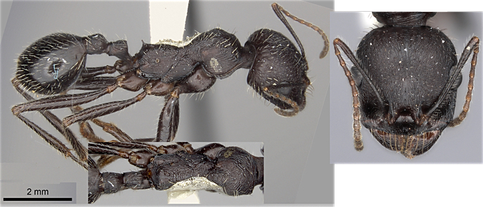 Messor arenarius