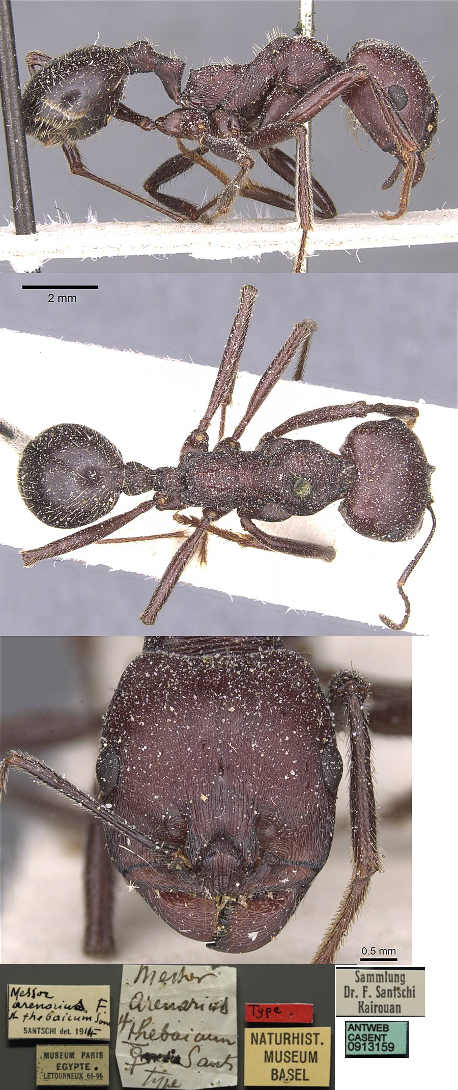Messor arenarius thebaicus
