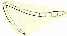 {Messor barbarus antenna}