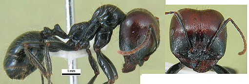 {sMessor barbarus s.s.}
