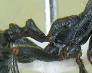 {Messor barbarus propodeum}