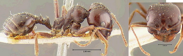 {sMessor barbarus s.s.}