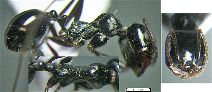 Messor ebeninus