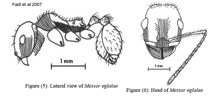 {Messor eglalae}