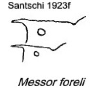 {Messor foreli propodeum}