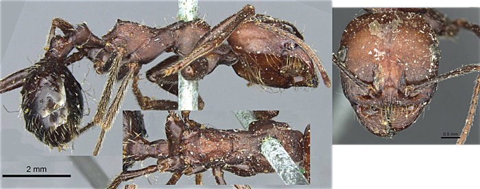 Messor niloticus