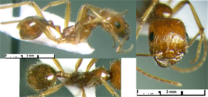 {Messor rufotestaceous antenna}