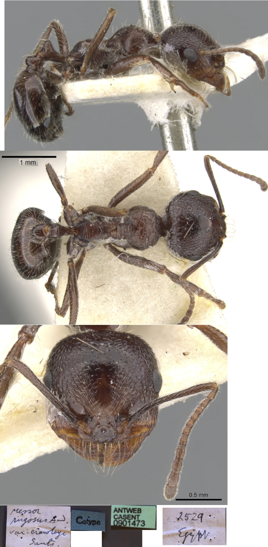 {Messor rugosus crawleyi}