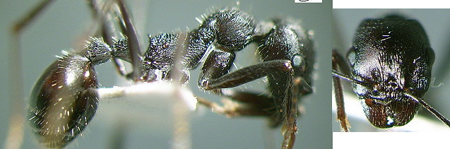 {Messor rugosus major}
