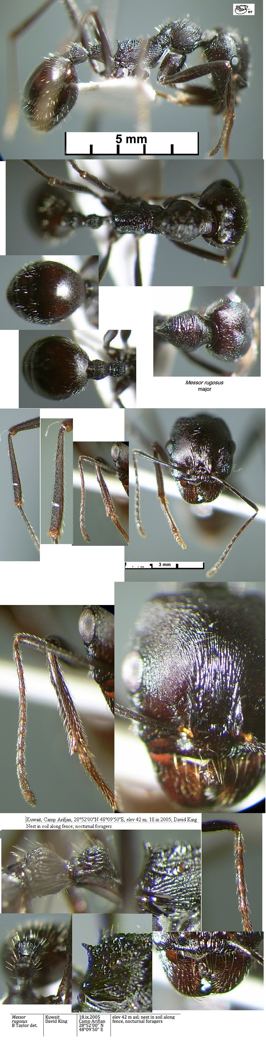 {Messor rugosus major}