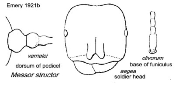 {Messor structor}