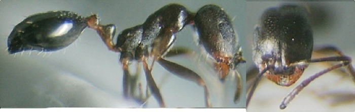 {Monomorium areniphilum}