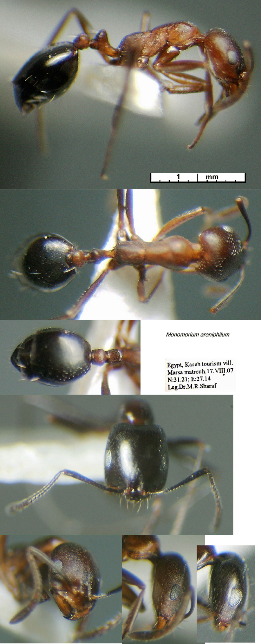 {Monomorium areniphilum}