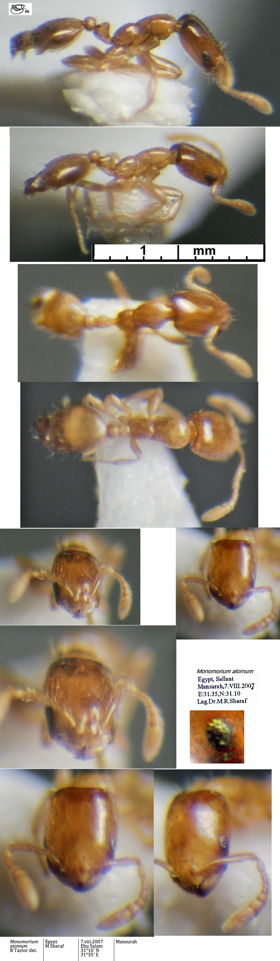 {Monomorium atomum}