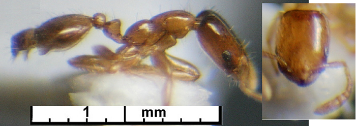 Monomorium atomum