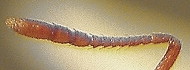 {Monomorium bicolor antenna}