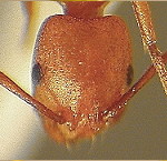 {Monomorium bicolor}