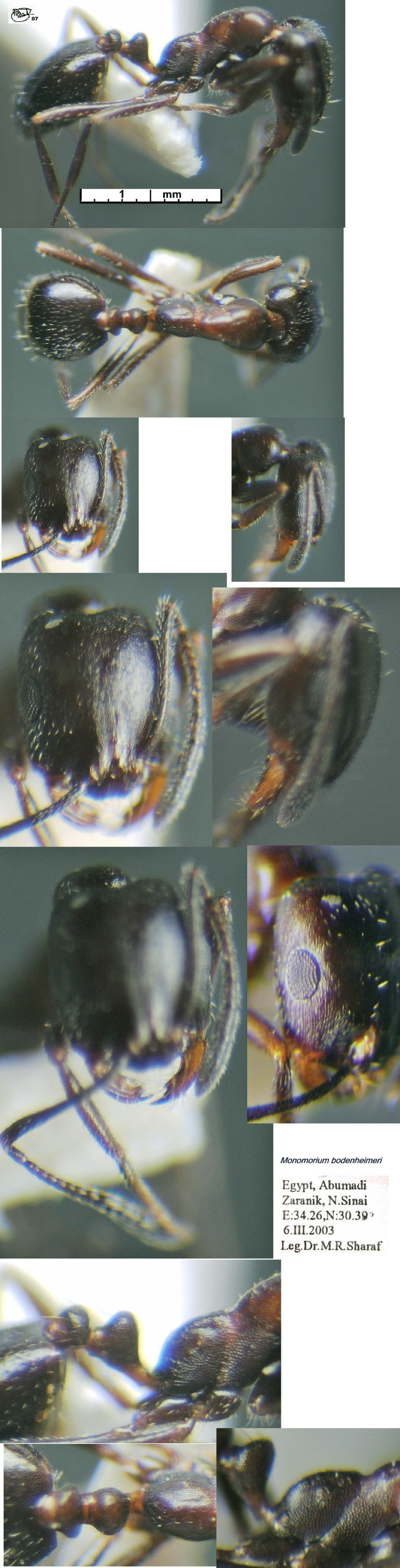 {Monomorium bodenheimeri}