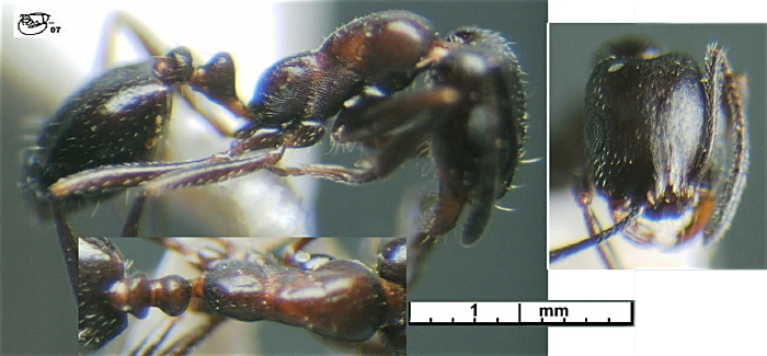 {Monomorium bodenheimeri}