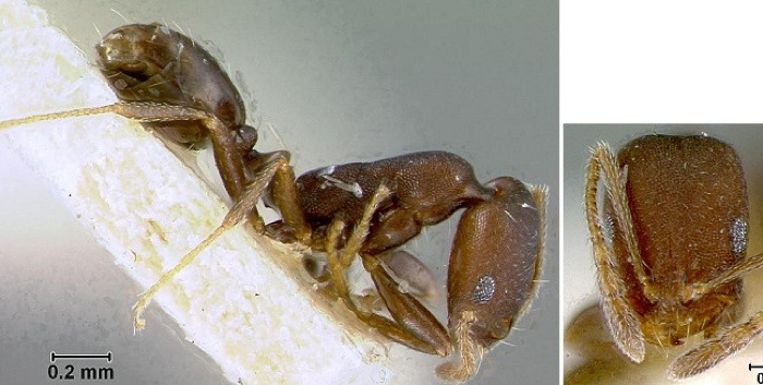 Monomorium carbo