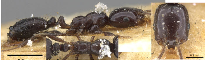 {Monomorium carbonarium}