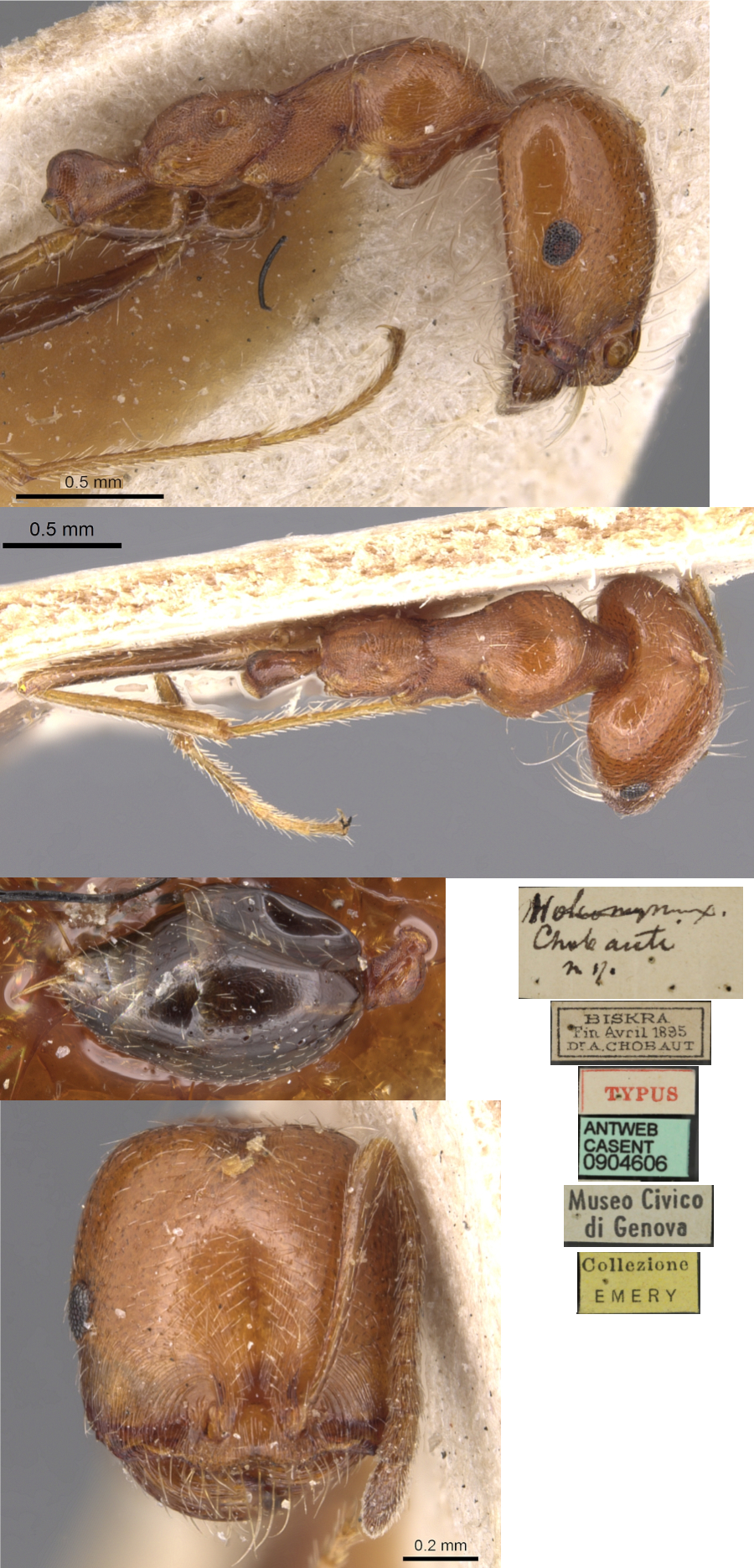 Monomorium anceps