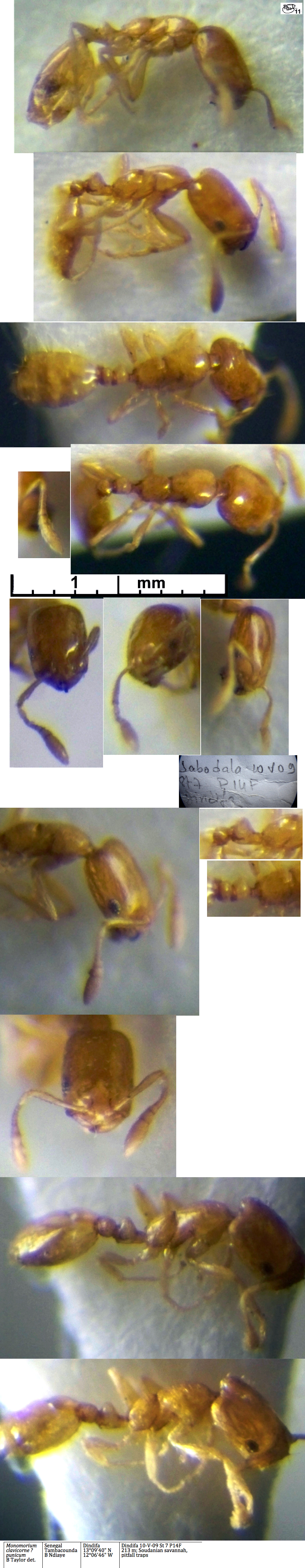 {Monomorium clavicorne}