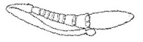{Monomorium clavicorne antenna}