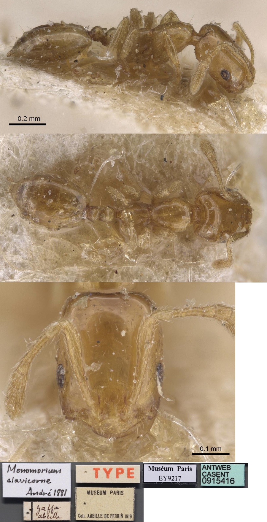 {Monomorium clavicorne}