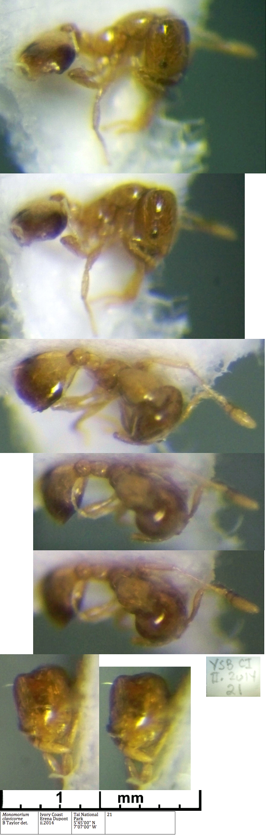 {Monomorium clavicorne}