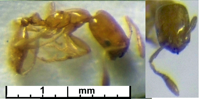 Monomorium clavicorne