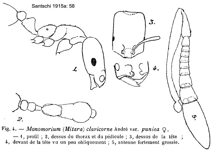 {Monomorium clavicorne}