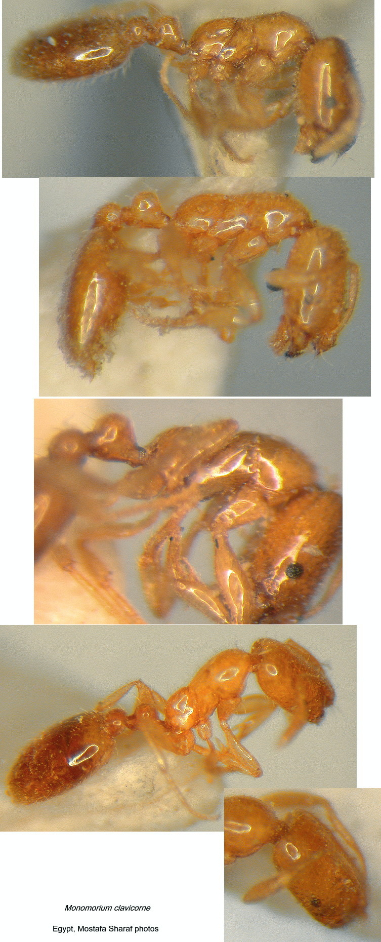 {Monomorium clavicorne}