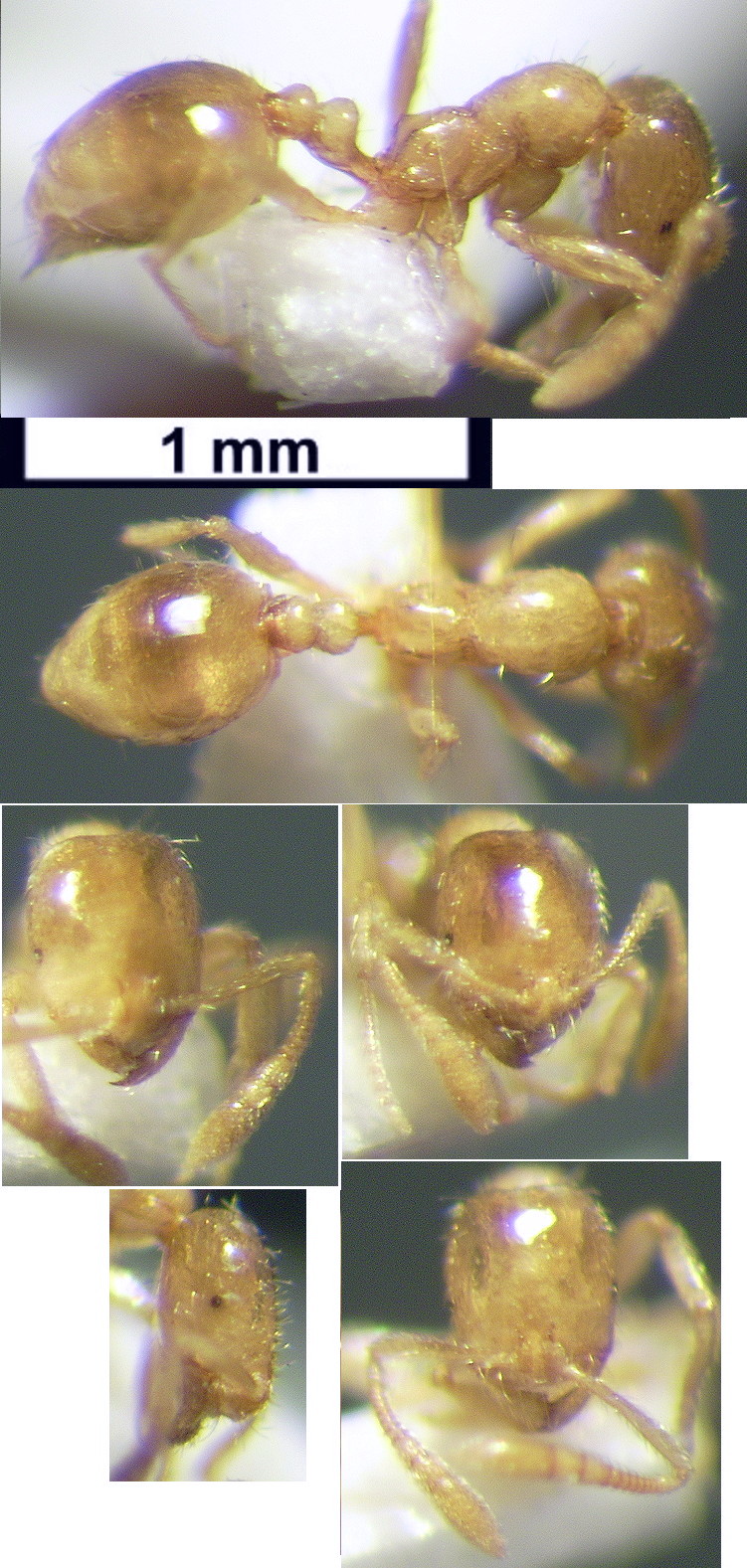 {Monomorium dentatum}