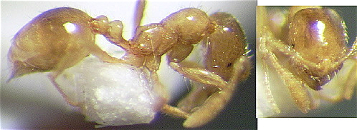 {Monomorium_dentatum}