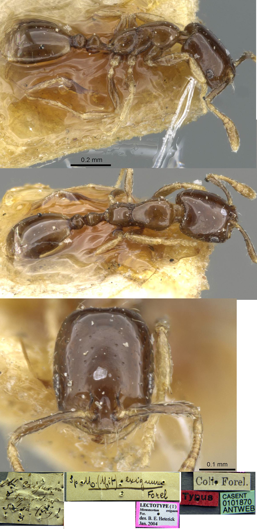 Monomorium exiguum
