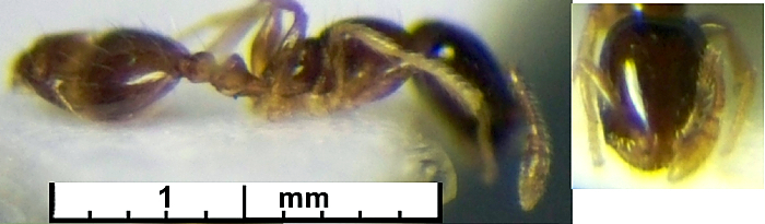 Monomorium exiguum