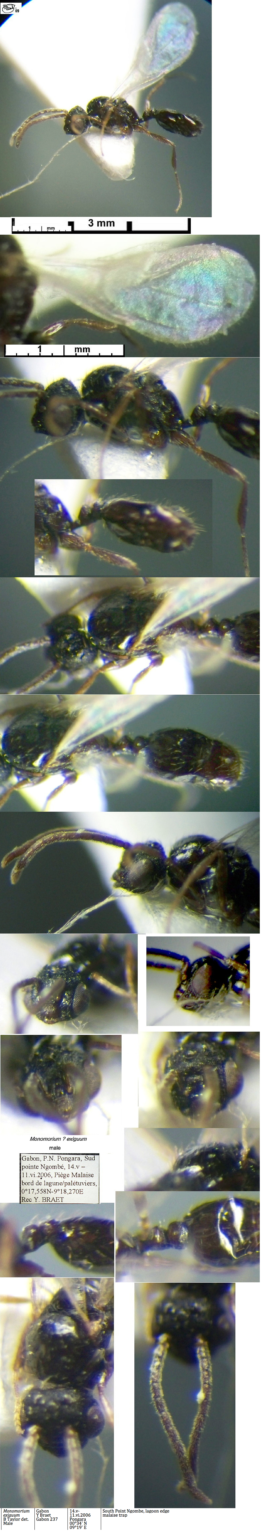 {Monomorium exiguum possible male}