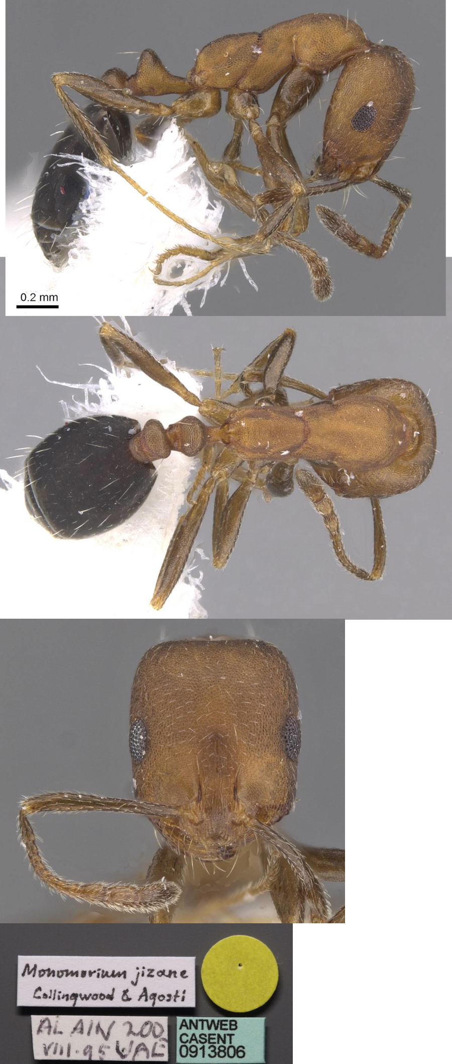 Monomorium jizane