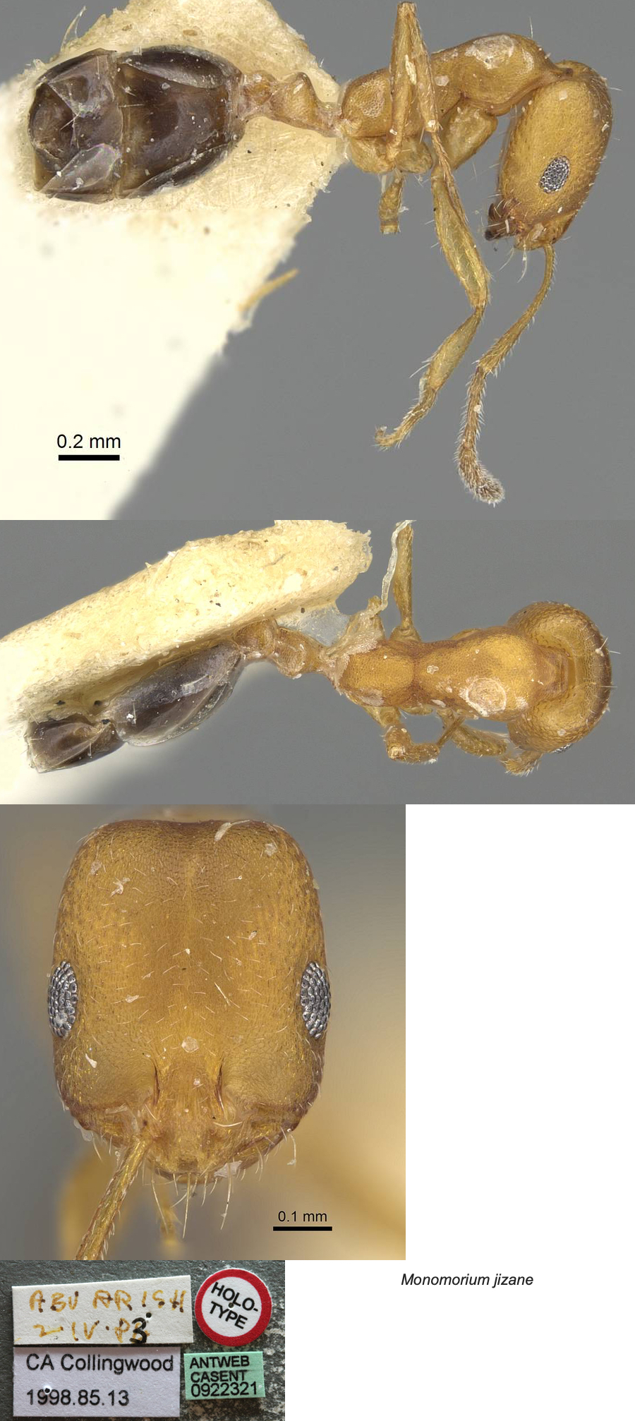 Monomorium jizane