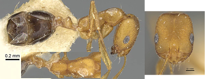 Monomorium jizane