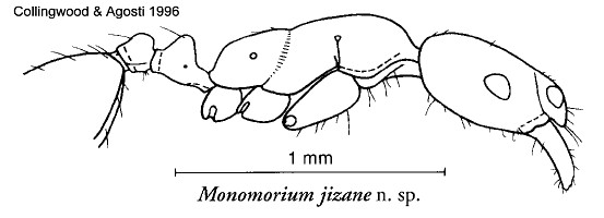 {Monomorium jizane}