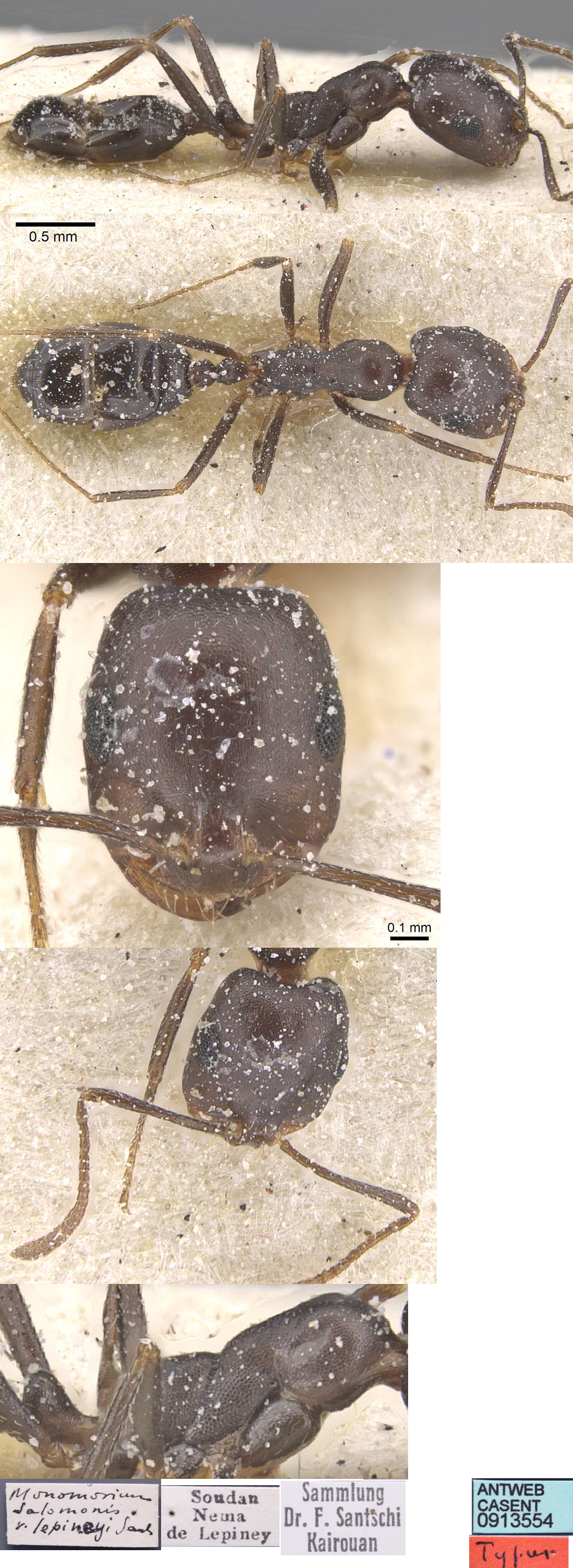 Monomorium lepineyi
