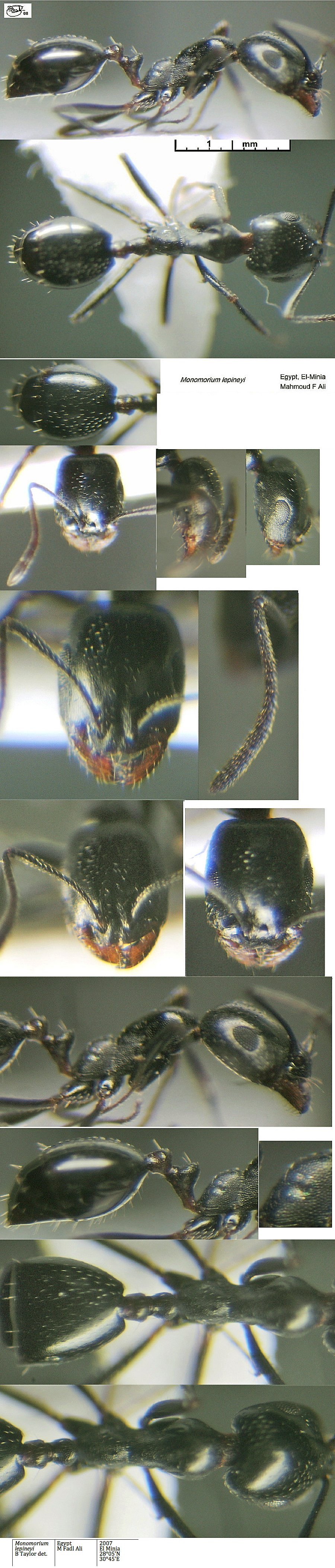{Monomorium lepineyi}