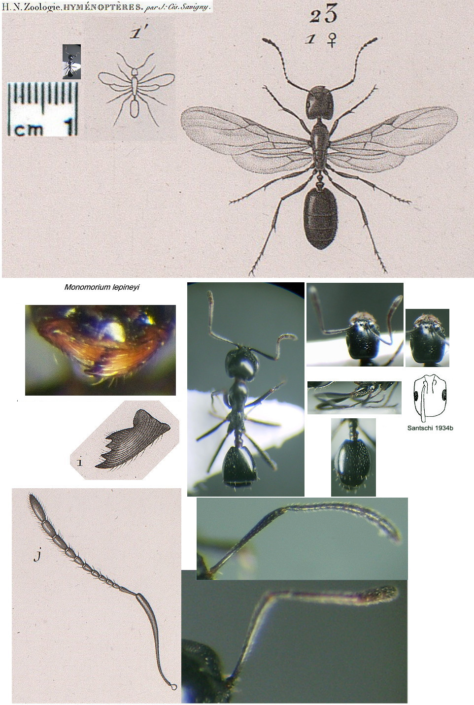 {Monomorium lepineyi queen}
