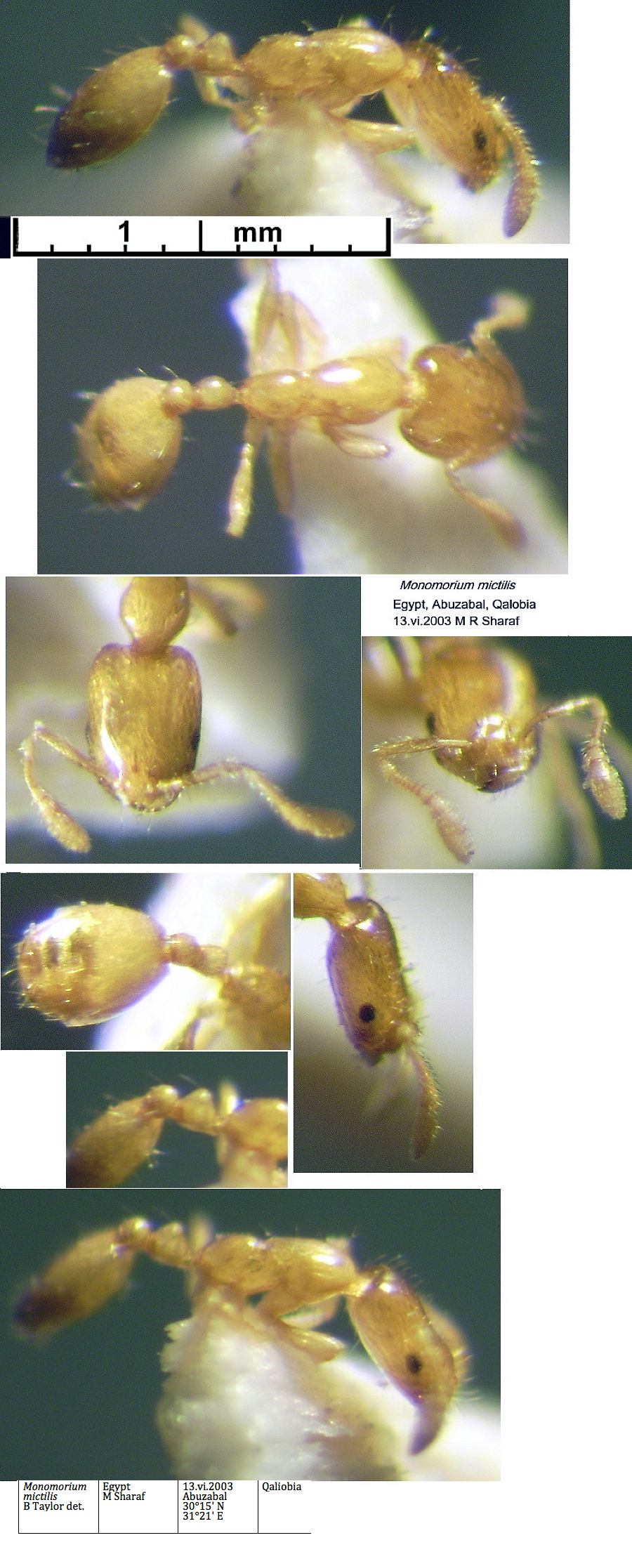 {Monomorium mictilis}