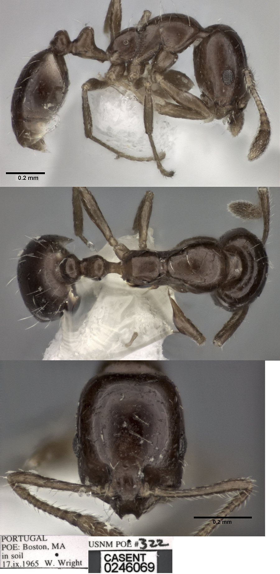 Monomorium monomorium